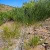 Plants: image 32 Of 208 Thumb